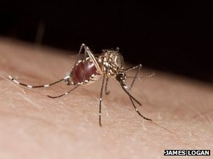 Mosquitoes ignore repellent Deet after first exposure