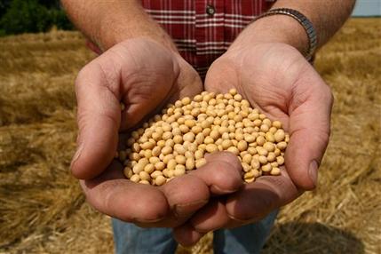 FILE - This July 5, 2008 file photo shows a farmer holding Monsanto's Roundup Ready Soy Bean seeds at his family farm in Bunceton, Mo.   A high stakes dispute over soybeans comes before the Supreme Court, with arguments taking place Tuesday.  (AP Photo/Dan Gill, File)