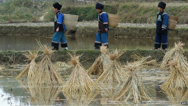 US rice imports 'contain harmful levels of lead'