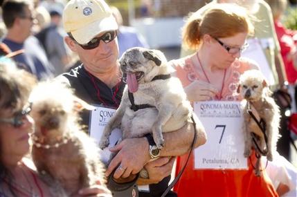 Penny, a 12-year-old pure bred pug, waits with owner James Montgomery to compete in the 25th annual World's Ugliest Dog Contest at the Sonoma-Marin Fair on Friday, June 21, 2013, in Petaluma, Calif. (AP Photo/Noah Berger)