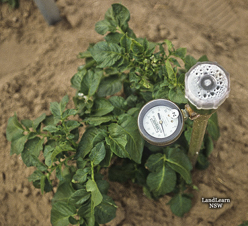 Vegetables, solanaceous, moisture meter on potatoes checking irrigation  http://www.landlearnnsw.org.au