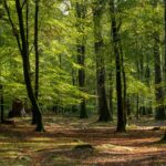 Inheriting a forest: How to take care of your family acreage