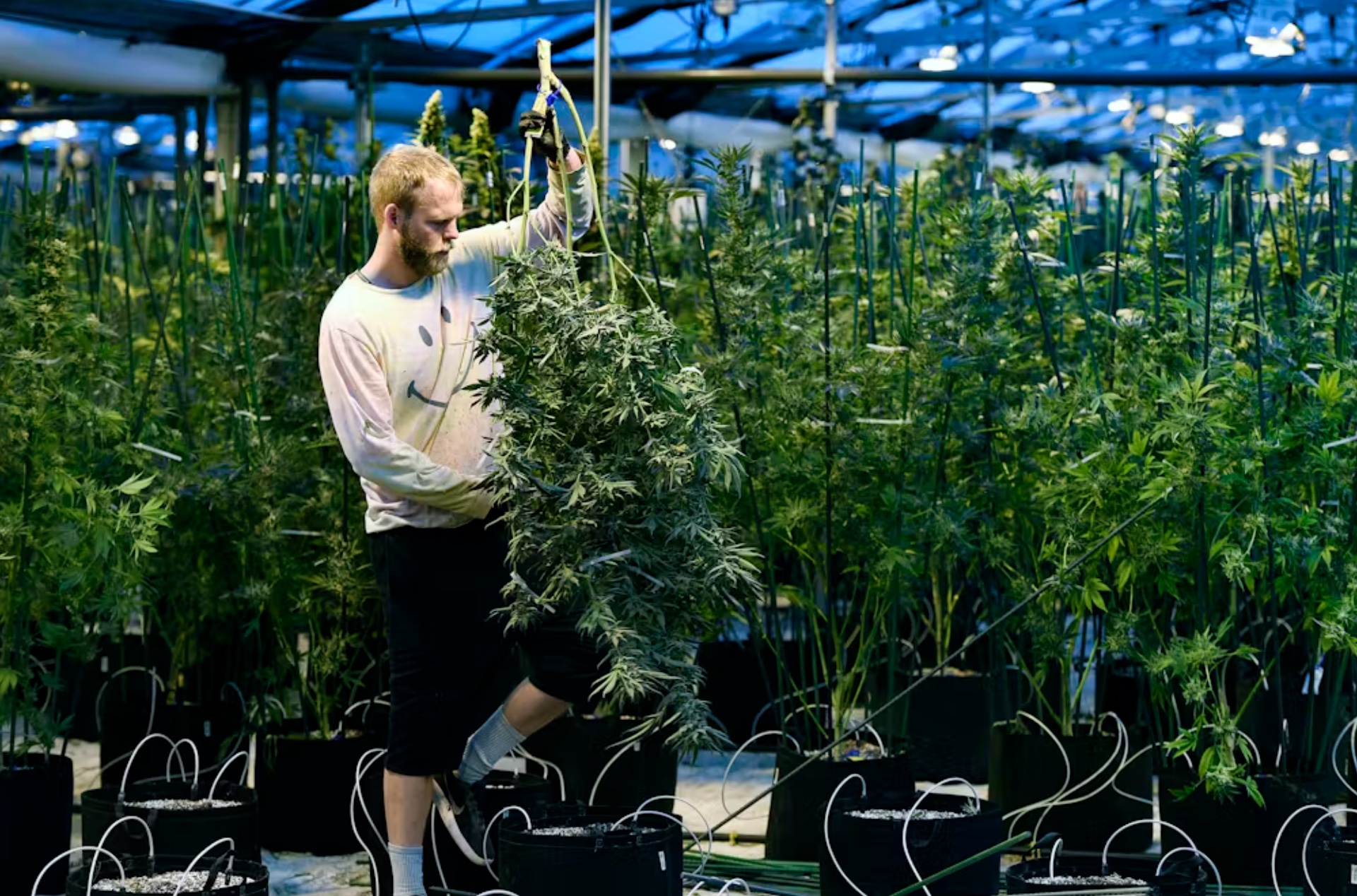 The cannabis industry is made up of grow facilities, processors, distributors and retailers. 