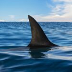 How to prevent a shark attack while surfing