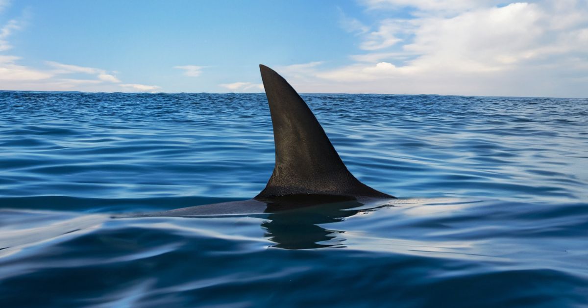 How to prevent a shark attack while surfing