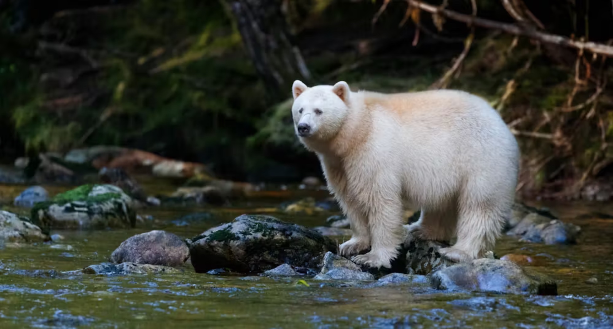 A rare spirit bear is not albino, with a complete lack of melanin, but rather leucistic, with a reduction in pigments. 