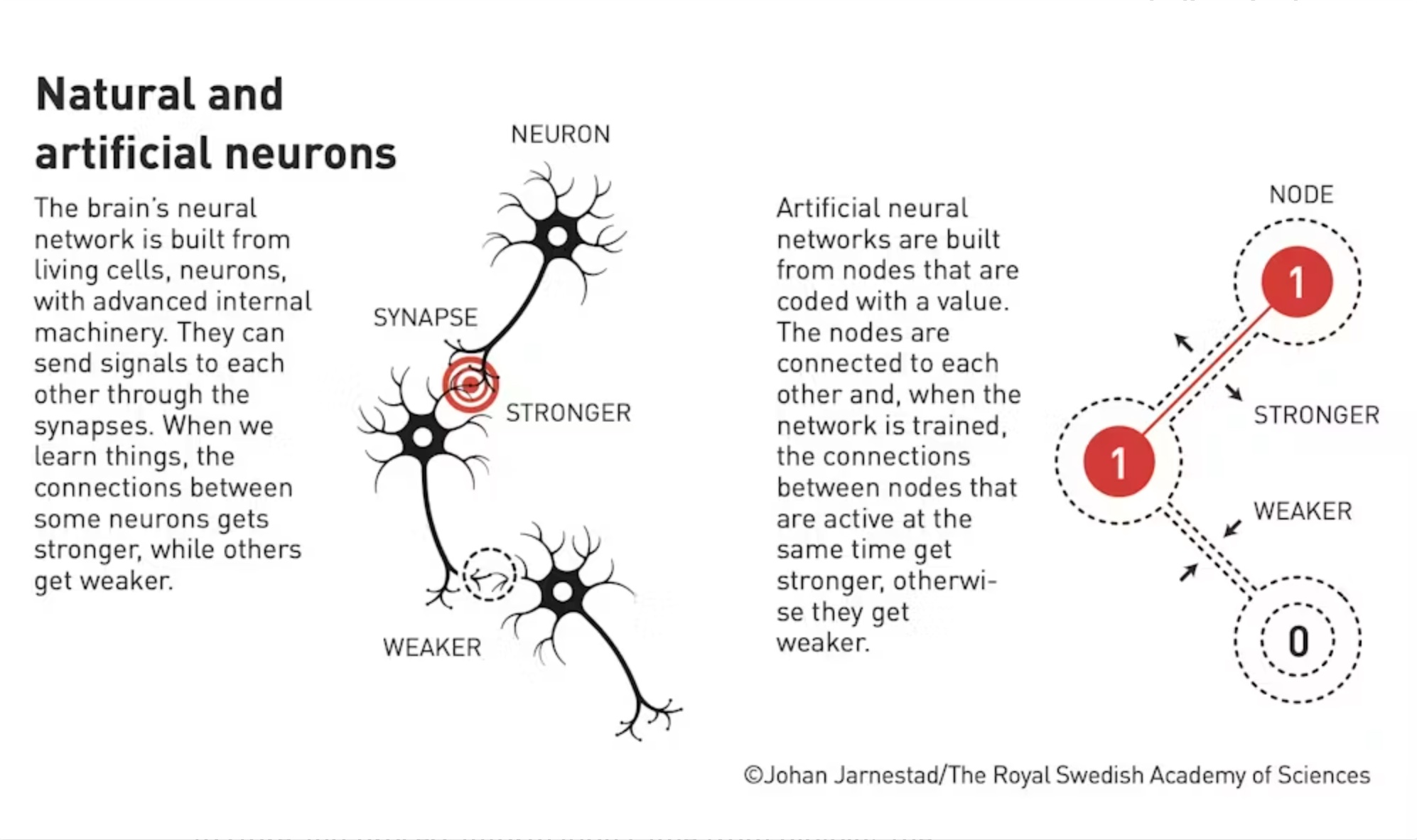 Natural and artificial neurons