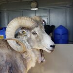 This undated handout photo provided by the Montana Fish Wildlife and Parks, shows a sheep nicknamed Montana Mountain King that was part of unlawful scheme to create large, hybrid species of wild sheep for sale to hunting preserves in Texas.