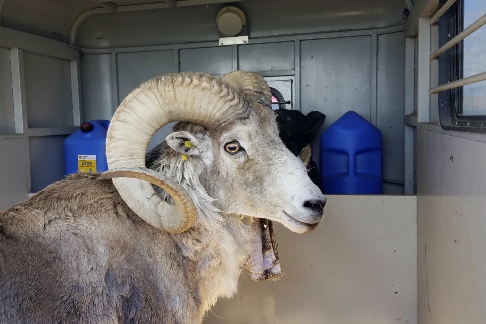 This undated handout photo provided by the Montana Fish Wildlife and Parks, shows a sheep nicknamed Montana Mountain King that was part of unlawful scheme to create large, hybrid species of wild sheep for sale to hunting preserves in Texas. 