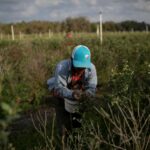 A Mexican migrant worker picks blueberries during a harvest at a farm in Lake Wales, Florida, U.S., March 31, 2020. Picture taken March 31, 2020.