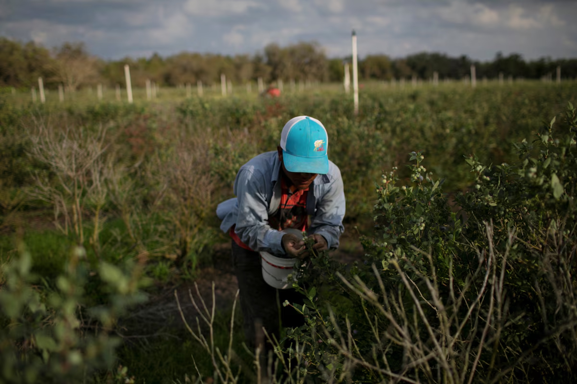 A Mexican migrant worker picks blueberries during a harvest at a farm in Lake Wales, Florida, U.S., March 31, 2020. Picture taken March 31, 2020. 