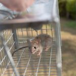 4 pest control tips to use in your warehouse