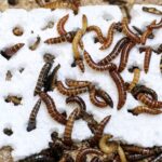 Lesser mealworm larvae chew through polystyrene.