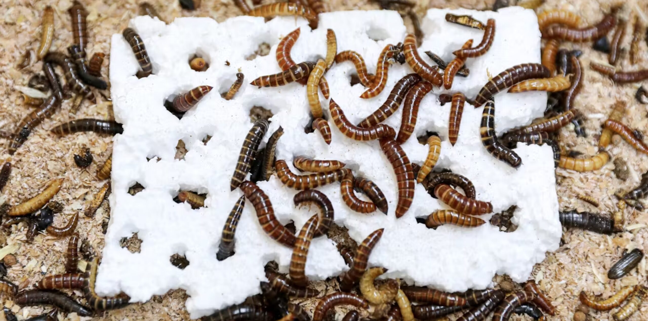 Lesser mealworm larvae chew through polystyrene. 