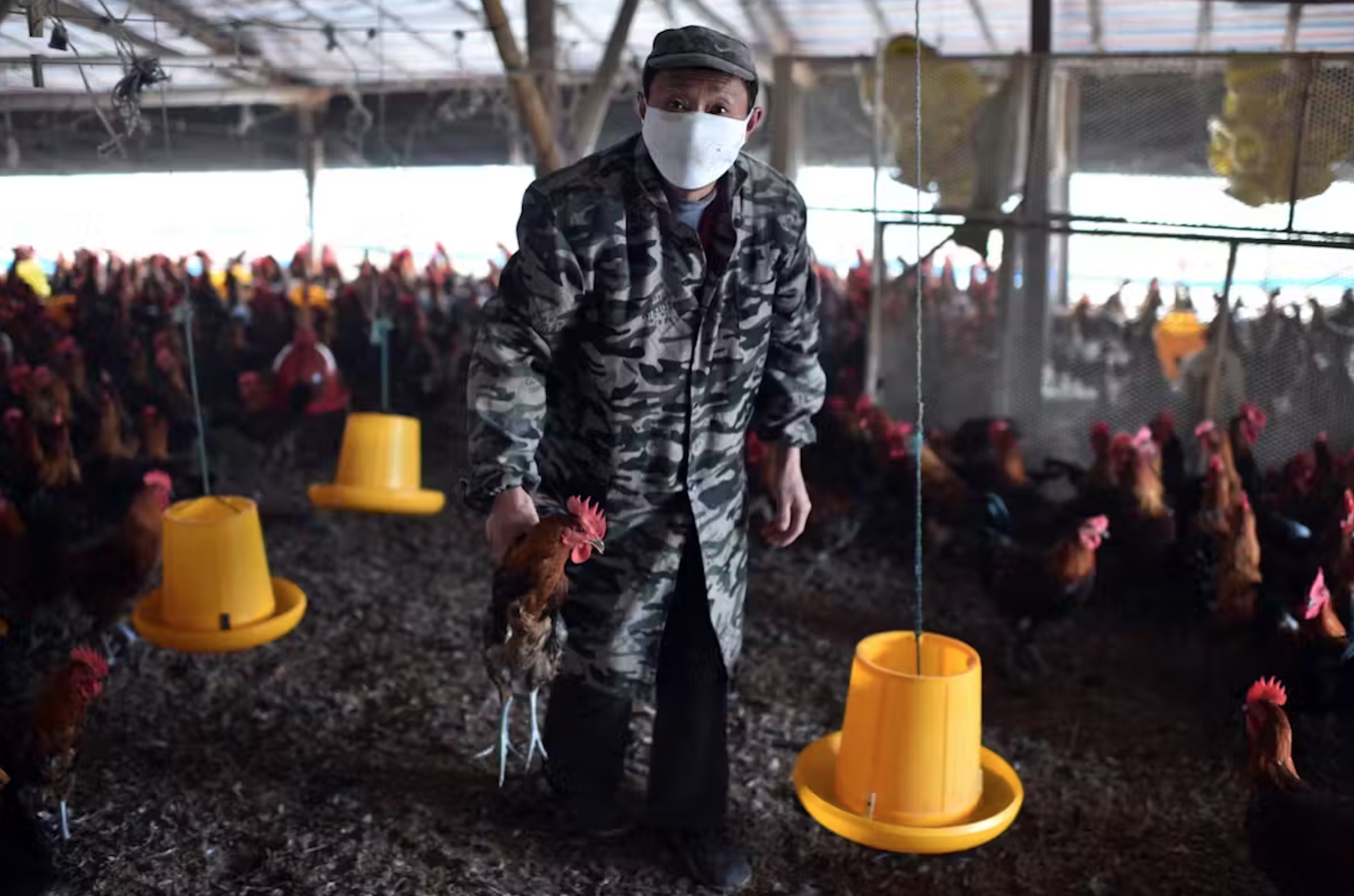 A worker holds a chicken in China. The use of colistin in agricultural is banned in the country. 