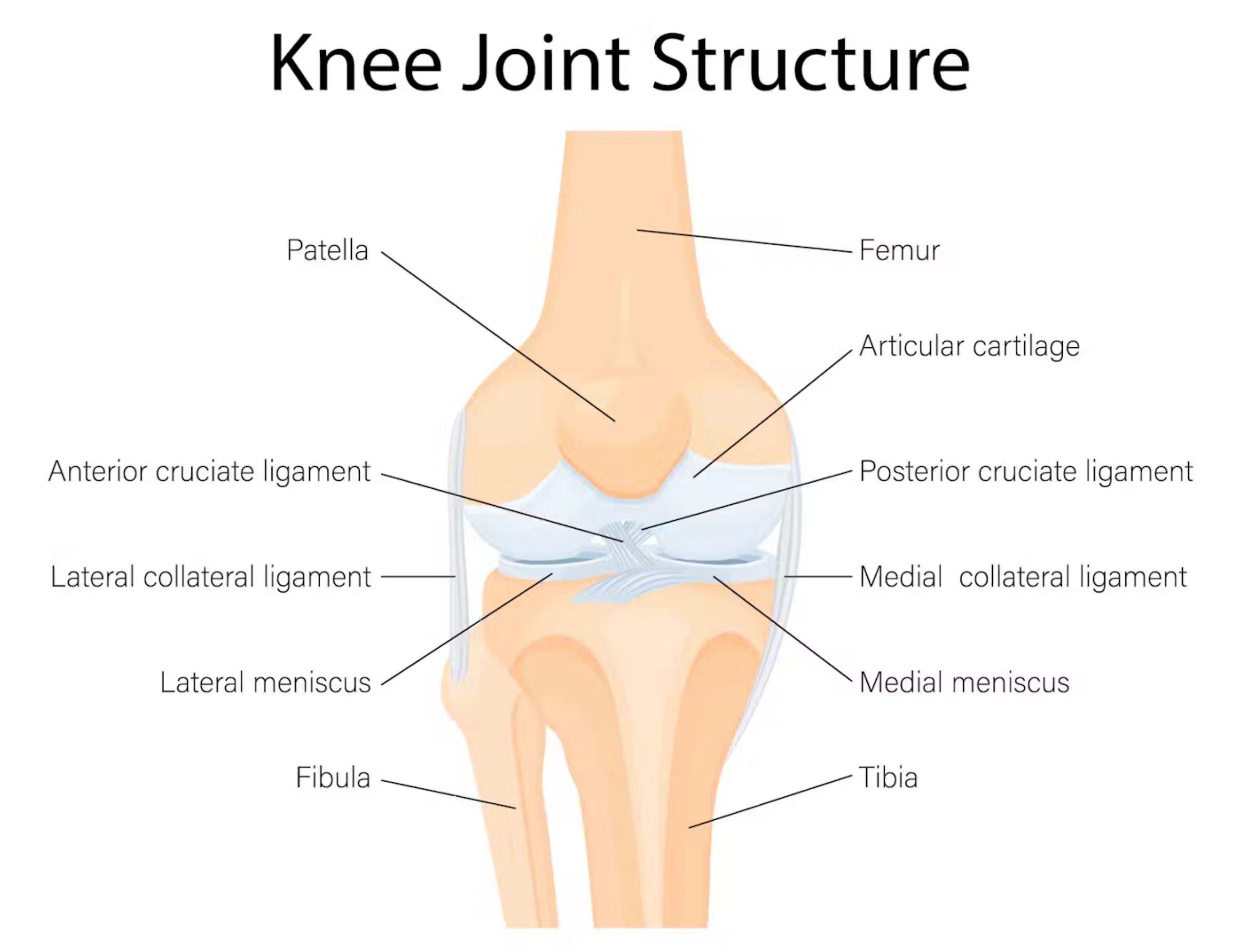 A healthy knee.